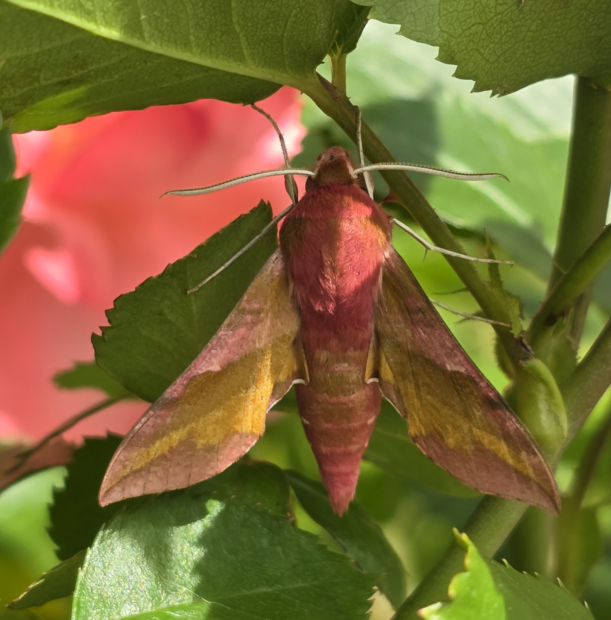 Photo of Small Elephant Hawk-moth (Deilephila porcellus)